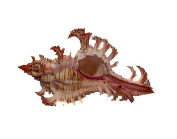 Chicoreus aculeatus 46mm | Filigraan Stekelslak - Zeldzaam, Verzamelen, Nieuw