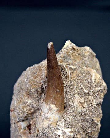 Plesiosaurus - Fossiele tand - Plesiosaurus sp. XXL Top