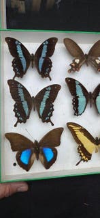 World multi butterflies ex French Mr Amédro Collection