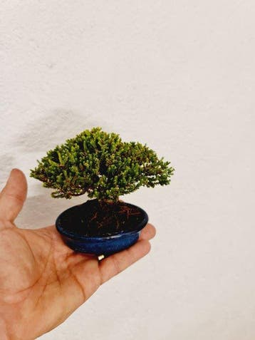 Brezo - Hoogte (boom): 10 cm - Diepte (boom): 12 cm - Spanje