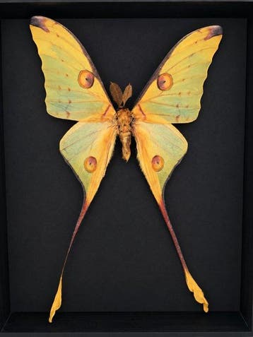 Papillon de nuit Support de corps entier pour taxidermie -