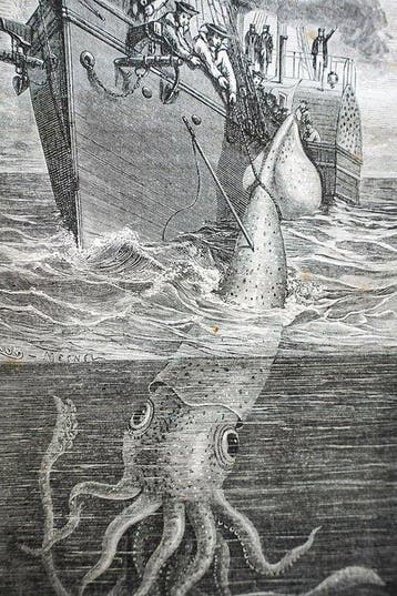 Louis Figuier - La Vie et les Mœurs des Animaux : Zoophytes
