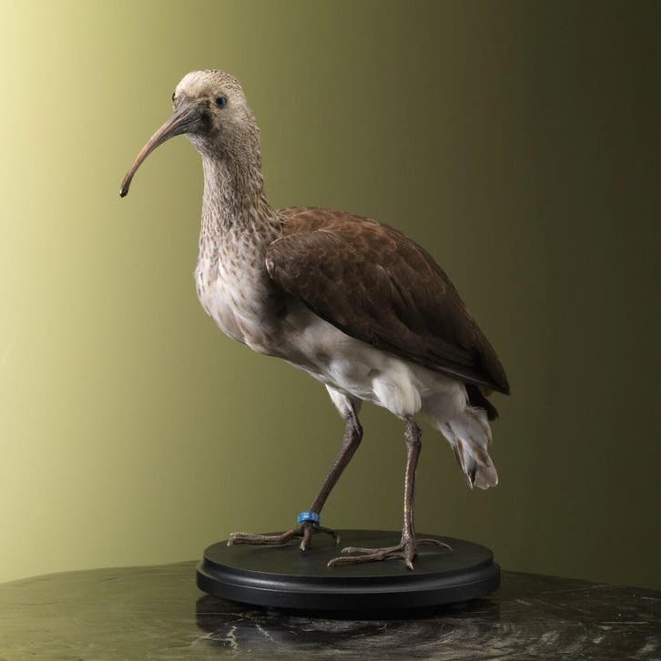 Rode Ibis Jong Taxidermie Opgezette Dieren By Max, Verzamelen, Dierenverzamelingen, Opgezet dier, Nieuw, Vogel, Ophalen of Verzenden