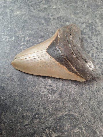 Megalodon - Fossiele tand - 11.3 cm - 8.4 cm
