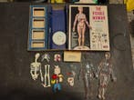 Anatomisch model - Plastic - 1950-1960 - De zichtbare vrouw