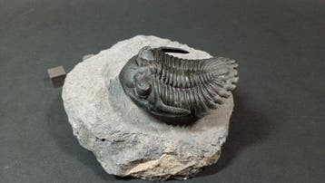 Trilobite - Carapace fossilisée - Hollardops Mesocristatus -