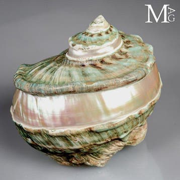 Grote Turbo marmoratus parelmoeren schelp uit Tahiti -, Antiek en Kunst