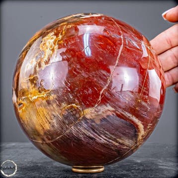 Natuurlijk versteend hout als bol – Intense houtnering in