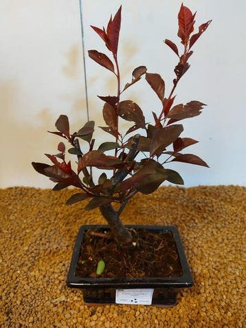 prunus pissardii - Hoogte (boom): 29 cm - Diepte (boom): 17