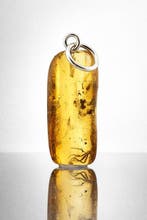 Pendentif en ambre exceptionnel - CADDISFLY Fossil - Ambre