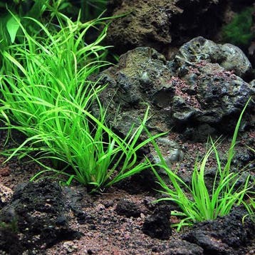 Juncus repens In vitro, Verzenden, Nieuw