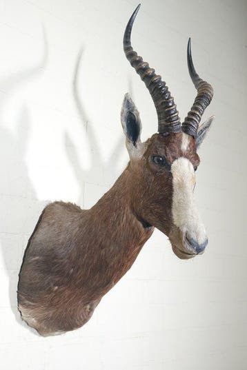 Blesbok Support mural pour taxidermie - Damaliscus pygargus, Nieuw