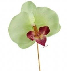Bijsteker Orchidee op stok Lichtgroen per stuk, Maison & Meubles