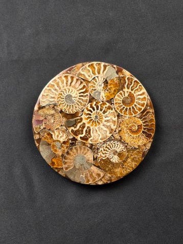 Ammoniet - Gefossiliseerd dier - Aioloceras (Cleoniceras)