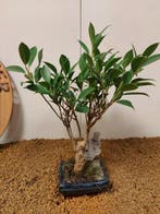 Vijgenboom bonsai (Ficus) - Hoogte (boom): 32 cm - Diepte