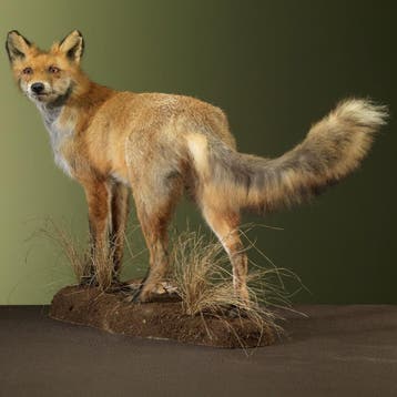 Vos Taxidermie Opgezette Dieren By Max, Verzamelen, Ophalen of Verzenden, Nieuw, Wild dier, Opgezet dier