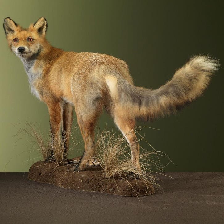 Vos Taxidermie Opgezette Dieren By Max, Collections, Collections Animaux, Enlèvement ou Envoi