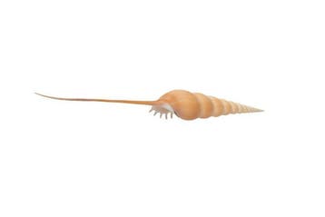 Exclusieve spindelschelp (Tibia fusus) – 27 cm, Nieuw