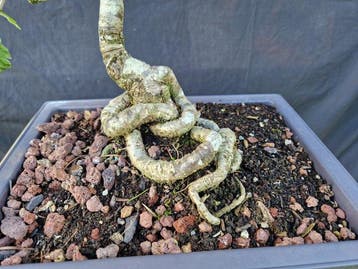 eik - Hoogte (boom): 39 cm - Diepte (boom): 40 cm -