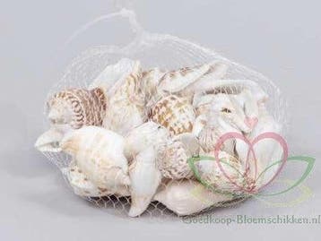 Strombus Marginatus Schelpen 250 gram, Huis en Inrichting, Nieuw