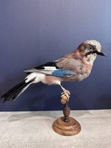 Gaai Taxidermie volledige montage - Garrulus glandarius - 25