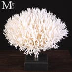 Seriatopora hystrix – Corail Nid doiseau - Support de corps, Collections