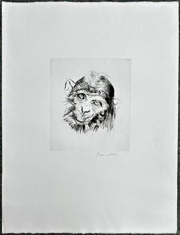 Pierre Letellier (1928-2000) - Tête de singe - Chimpanzé