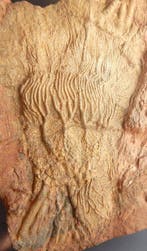 Crinoïde - Plante fossilisée - 24 cm - 22 cm