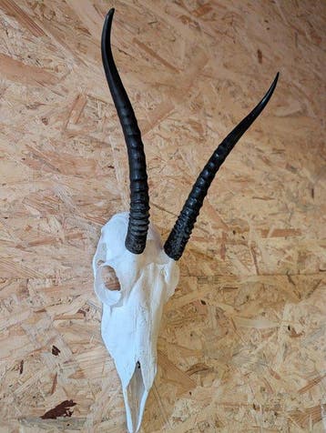 Grants Gazelle Trofee op Schild Taxidermie wandmontage -