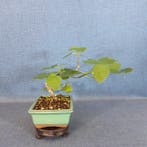 Echte Feige - Hoogte (boom): 17 cm - Diepte (boom): 28 cm -