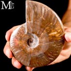 Cleoniceras fossiel ammoniet – rood iriserend - Hoogte: 120, Verzamelen