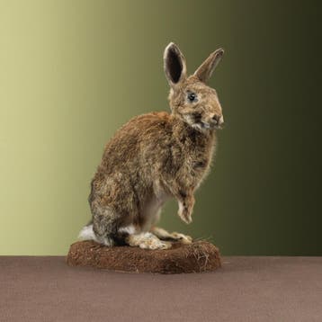 Konijn Taxidermie Opgezette Dieren By Max, Ophalen of Verzenden, Nieuw, Wild dier, Opgezet dier