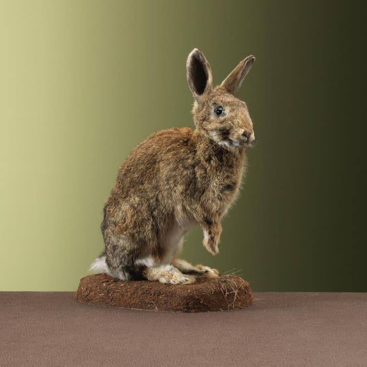 Konijn Taxidermie Opgezette Dieren By Max, Verzamelen, Dierenverzamelingen, Opgezet dier, Nieuw, Wild dier, Ophalen of Verzenden