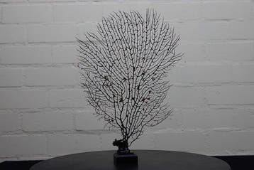 Fine Gorgonian Sea Fan / zeewaaier op houten sokkel, Antiek en Kunst