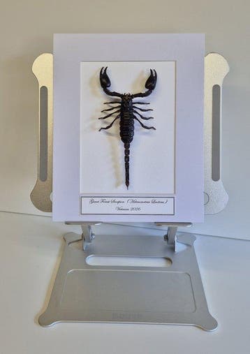 XL Scorpioen Taxidermie volledige montage - Heterometrus, Nieuw