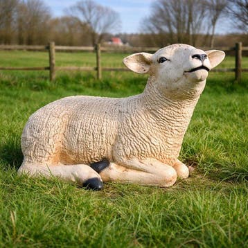 Statue, life size and a lifelike (Texel lamb) - 32 cm -