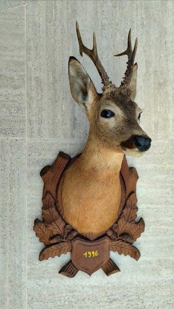Chevreuil Support de corps entier pour taxidermie -
