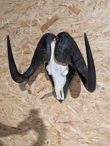 gnou noir - Support mural pour taxidermie - Connochaetes, Nieuw