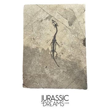 Mooi goed bewaard jong Keichousaurus hui, een marien reptiel