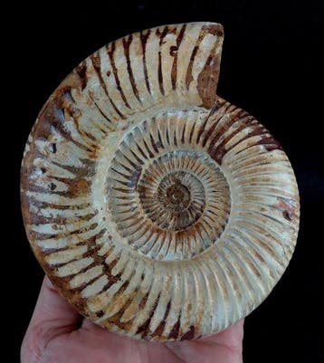 Ammoniet - Gefossiliseerd dier - Kranaosphinctes