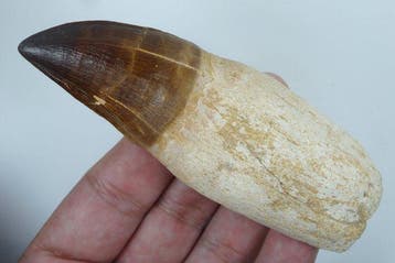 Mosasauriër-tand - Fossiele tand - Prognatodon giganteous -