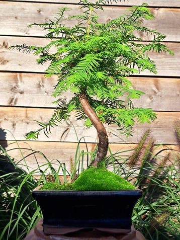 Metasequoia bonsai dans un bol à bonsaï - Hauteur (arbre) :