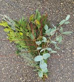 Conifeermix gemengd conifeer bundel ca. 10 stuks, Nieuw