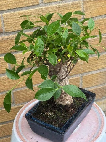 Ficus retusa - Hoogte (boom): 20 cm - Diepte (boom): 15 cm -