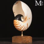 Grote Nautilus Pompilius – Wunderkammer-sculptuur -, Verzamelen, Mineralen en Fossielen