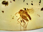 Chironomidae uit Birmese barnsteen - Barnsteen (Zonder, Verzamelen, Mineralen en Fossielen