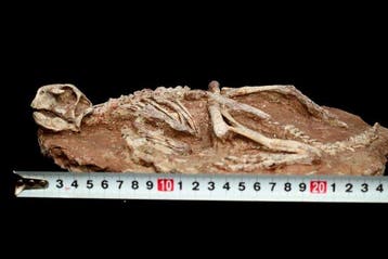 Dinosaure - Animal fossilisé - Psittacosaurus - 26.5 cm - 19