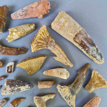 Ongedetermineerde collectie - Fossiele tand - Dinosaur:, Verzamelen