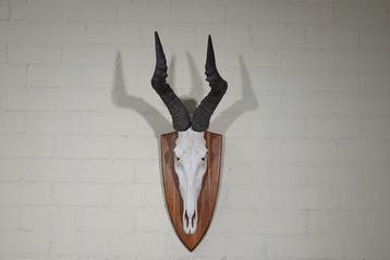 Hartebeest skull Schedel - Alcelaphus buselaphus - 37 cm -