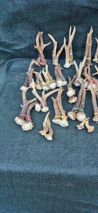 Ree Hoorns - Capreolus capreolus - énorme lot de 112 bois, Antiek en Kunst, Curiosa en Brocante